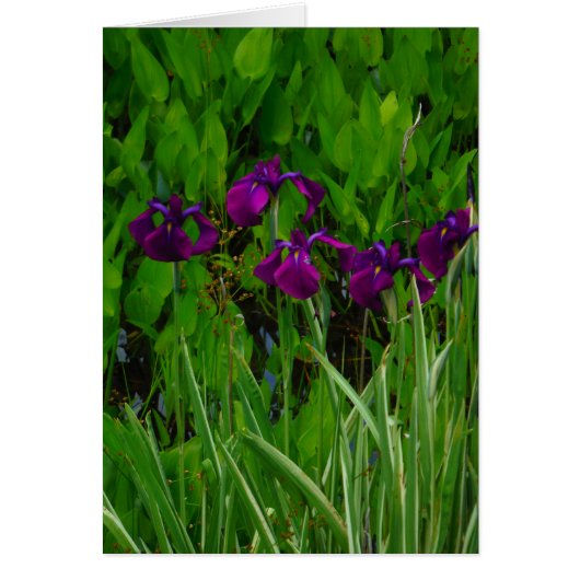 Beautiful Purple Iris Cards (Front)