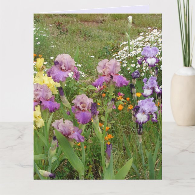 Beautiful Purple Iris Flower floral Photo Card (Front)