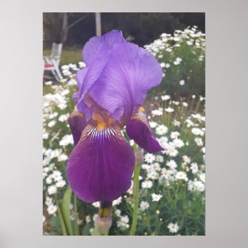 Beautiful Purple Iris Flower Garden Poster