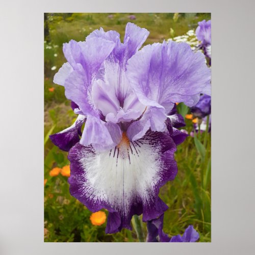 Beautiful Purple Iris Flower Garden Poster