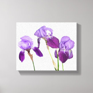 Beautiful purple iris flowers floral fine art  canvas print
