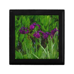Beautiful Purple Iris Gift Box