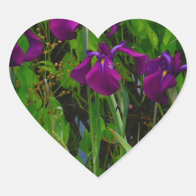 Beautiful Purple Iris Heart Sticker (Front)