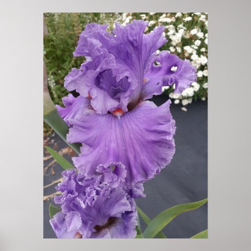 Beautiful Purple Iris Lilac Flower Garden Poster