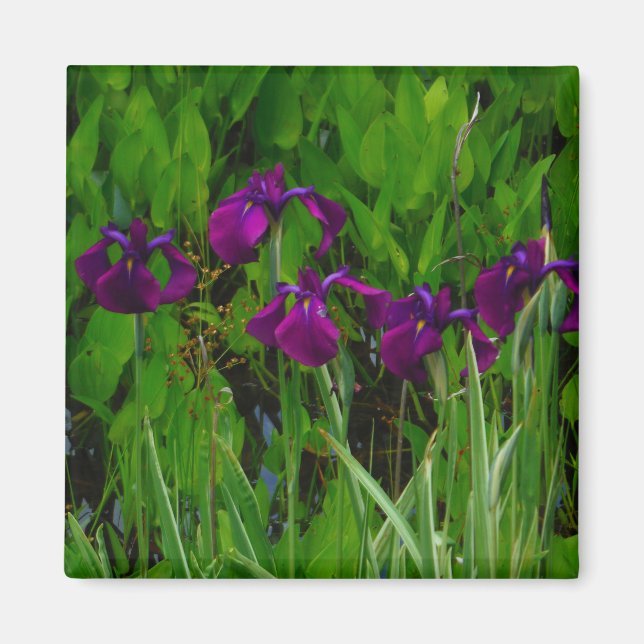 Beautiful Purple Iris Magnet (Front)