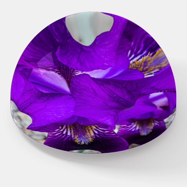 Beautiful purple iris paperweight (Angled)
