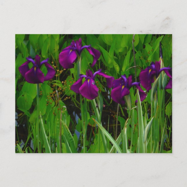Beautiful Purple Iris Postcard (Front)