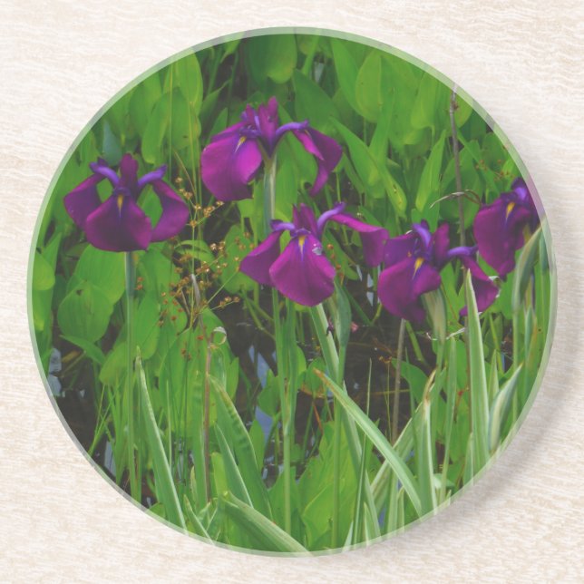 Beautiful Purple Iris Sandstone Coaster (Front)