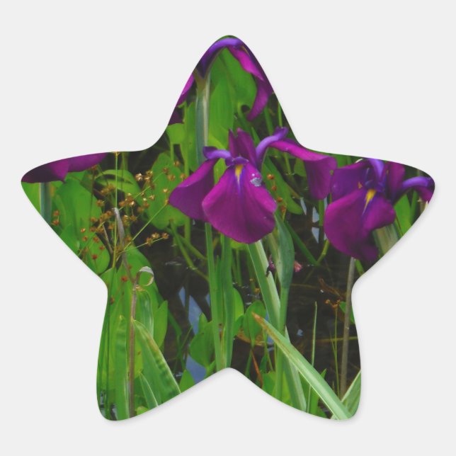 Beautiful Purple Iris Star Sticker (Front)