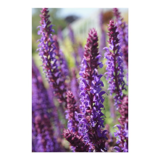 Beautiful purple Lavender Flower Photo Print (Front)