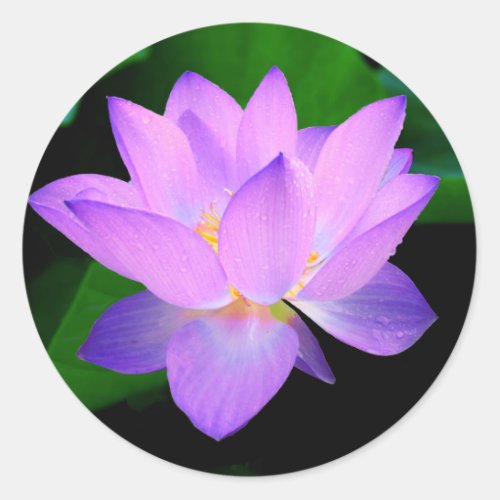 Beautiful purple lotus flower in water classic round sticker