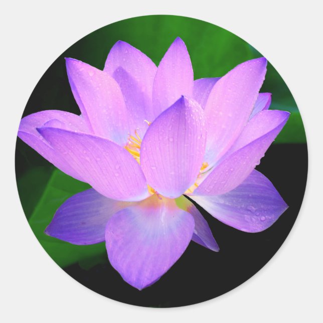 Beautiful purple lotus flower in water classic round sticker (Front)