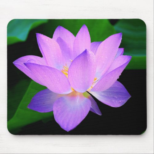 Beautiful purple lotus flower in water mouse pad