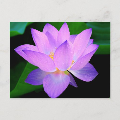 Beautiful purple lotus flower in water postcard