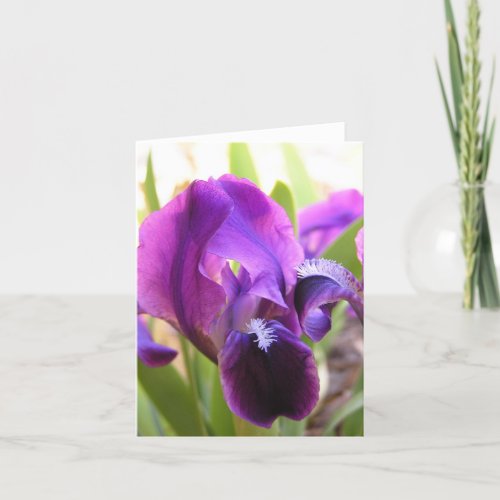 Beautiful Purple Miniature Dwarf Iris Flower Note  Note Card