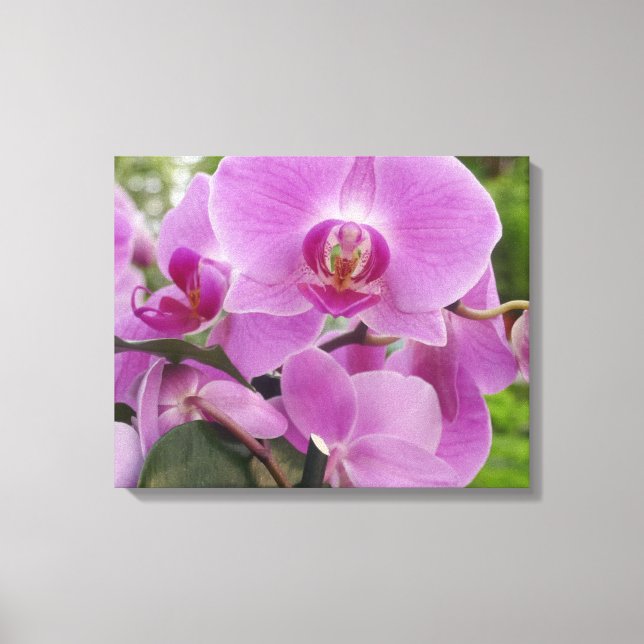 Beautiful purple orchid in full bloom. canvas print (Front)
