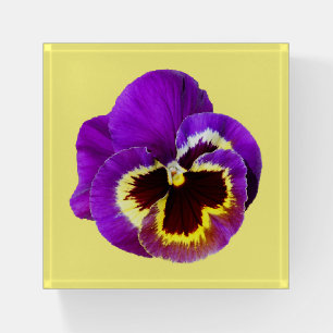 Beautiful purple pansy paperweight