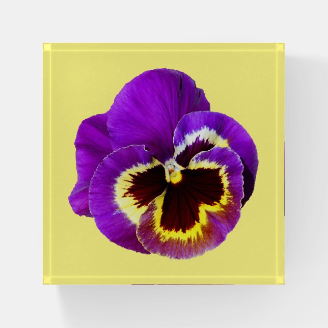 Beautiful purple pansy paperweight (Front)