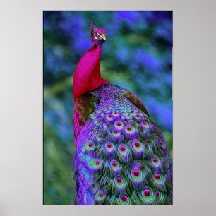 Beautiful Purple Red Feather Color Peacock Bird Poster