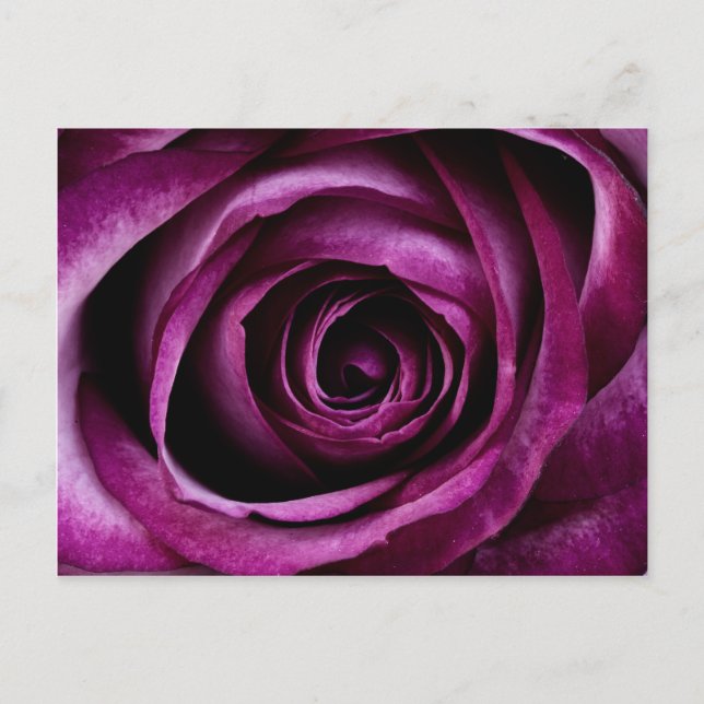 Beautiful Purple Rose Flower Petals Girly Gifts Postcard (Front)