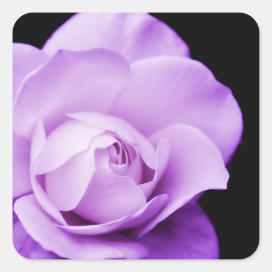 Beautiful purple rose photograph stickers