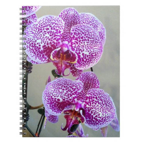 Beautiful Purple White Orchid Close_Up Photo Notebook