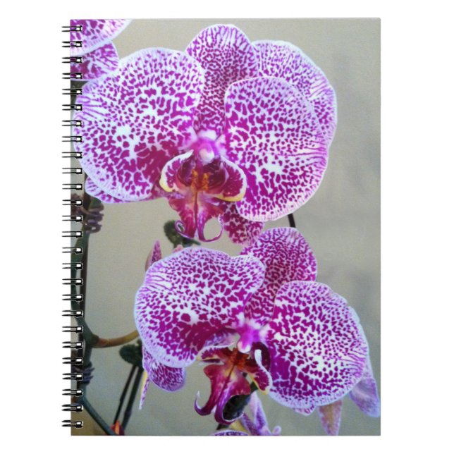 Beautiful Purple White Orchid Close-Up Photo Notebook (Front)