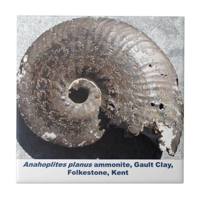 Beautiful pyrite ammonite fossil showing sutures tile (Front)