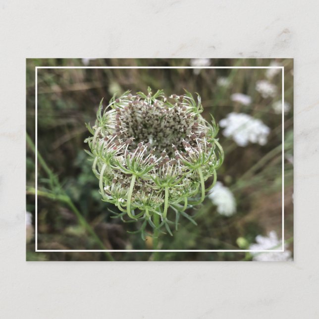 Beautiful Queen Anne's Lace Pretty Floral Postcard (Front)