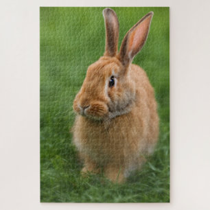 Beautiful Rabbit Jigsaw Puzzle