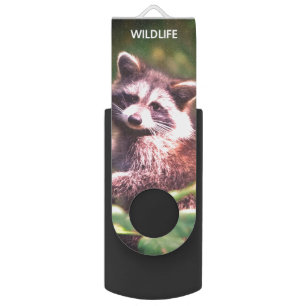 Beautiful raccoon on the jungle flash drive