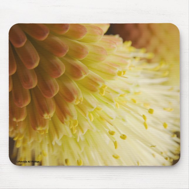 Beautiful Radiant Torch Lily Close-Up Photograph Mouse Pad (Front)