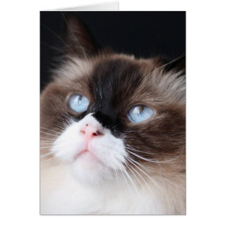 Beautiful Ragdoll Cat Cards