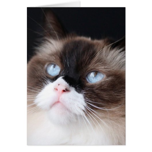 Beautiful Ragdoll Cat Cards (Front)