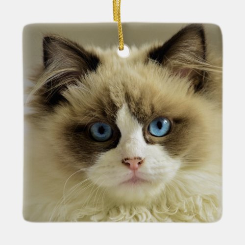 Beautiful Ragdoll Cat with Blue Eyes Ceramic Ornament