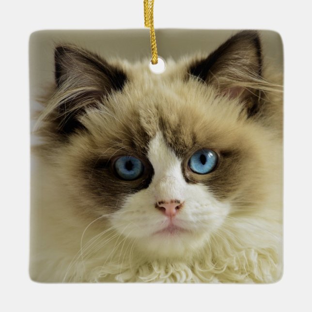 Beautiful Ragdoll Cat with Blue Eyes Ceramic Ornament (Front)