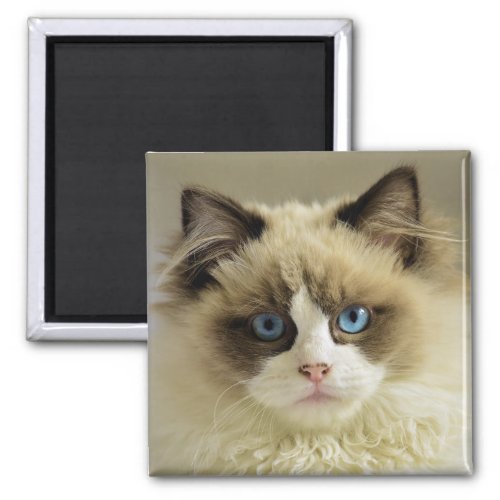 Beautiful Ragdoll Cat with Blue Eyes Magnet