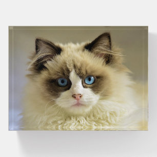 Beautiful Ragdoll Cat with Blue Eyes Paperweight