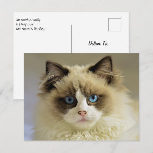 Beautiful Ragdoll Cat with Blue Eyes Postcard