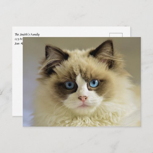 Beautiful Ragdoll Cat with Blue Eyes Postcard