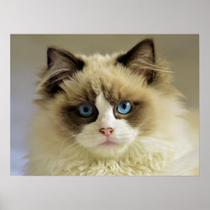 Beautiful Ragdoll Cat with Blue Eyes Poster