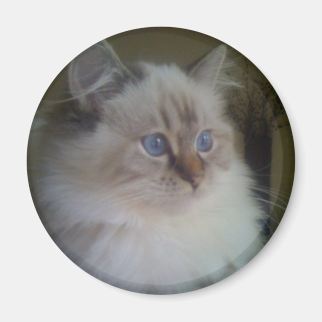 Beautiful Ragdoll Hymalayan Cat Gazing into Winter Magnet (Front)