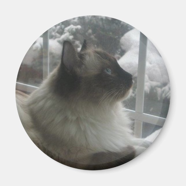 Beautiful Ragdoll Hymalayan Cat Gazing into Winter Magnet (Front)