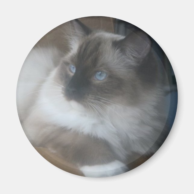 Beautiful Ragdoll Hymalayan Cat Gazing Outside Magnet (Front)
