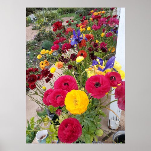 Beautiful Rannunculus Spring Flower Garden Poster