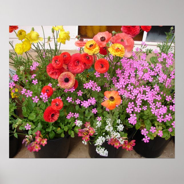 Beautiful Rannunculus Spring Flower Garden Poster (Front)