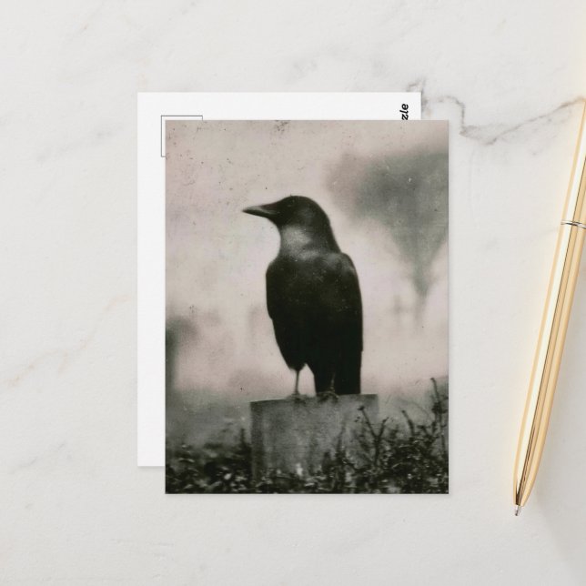Beautiful Raven Vintage Photography Postcard (Front/Back In Situ)