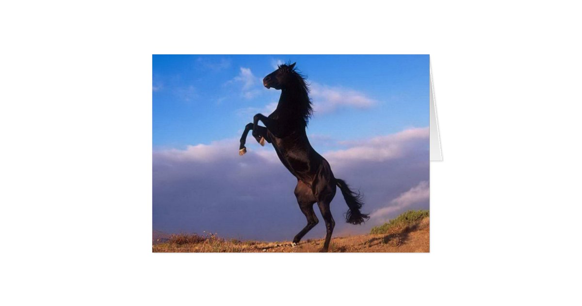 Beautiful Rearing Black Horse Photo Birthday Card Zazzle