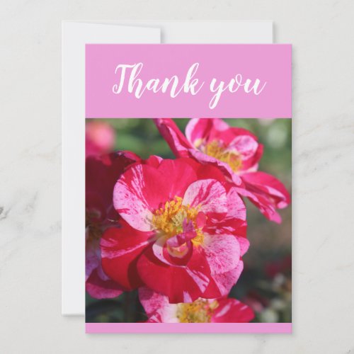 Beautiful Red and Pink Striped Rose Flower Thank You Card