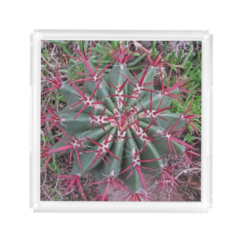 Beautiful Red Barrel Cactus Desert Plant Photo Acrylic Tray